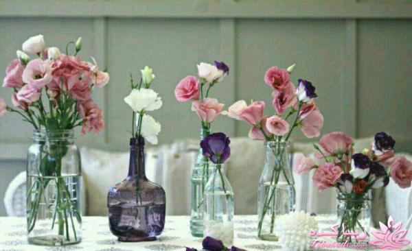 گیاهان آپارتمانی 